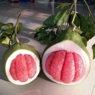 Cây bưởi ruby thái lan
