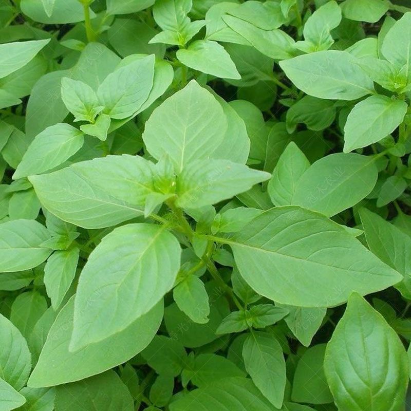 Hạt giống húng thơm Nepeta 80h SHOP MỚI KHYẾN MẠI GIÁNG SINH