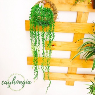 Cây Giả - Dây leo chùm mây rừng cỡ lớn trang trí