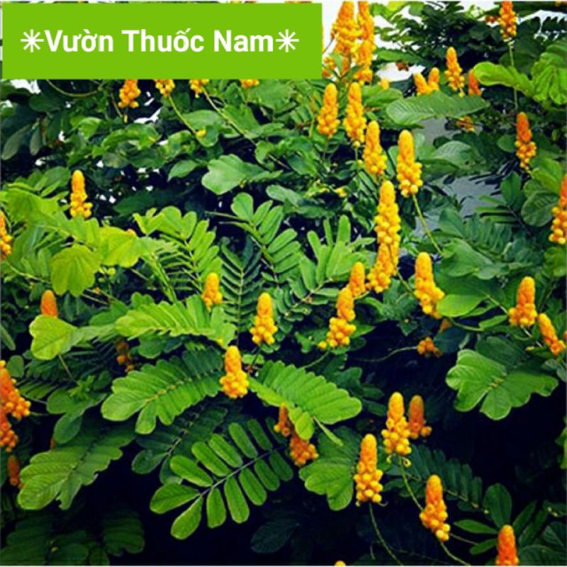 Cây lá muồng trâu tươi hái tại vườn
