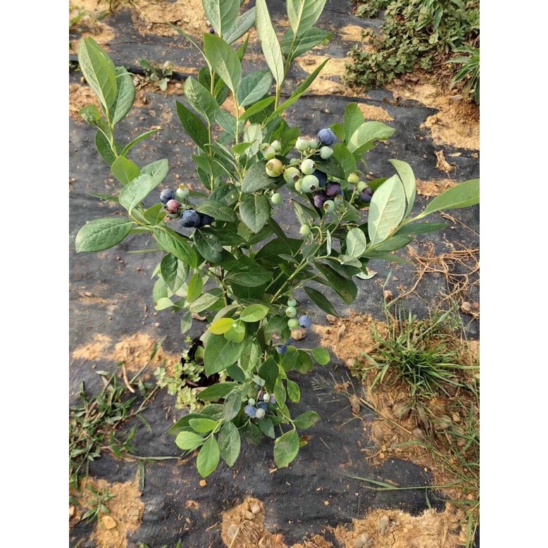 Việt Quất tứ quý  cho trái 4 mùa  - Trang Flowers