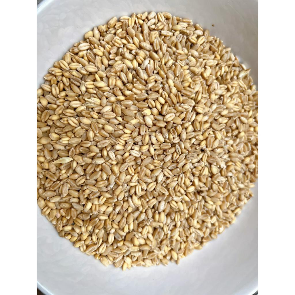 [1kg] Hạt lúa mì thức ăn cho hamster 1kg
