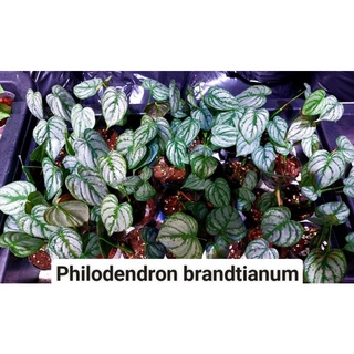Trầu bà Philodendron brandtianum leo cột trang trí sân vườn