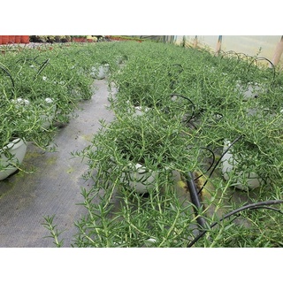 Cây Hương Thảo rủ (Giống Hàn Quốc) - Rosemary