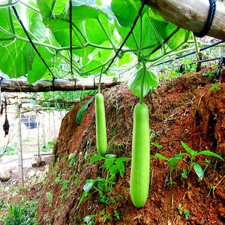 BỘ 3 GÓI HẠT GIỐNG BẦU