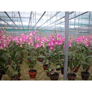 Phân dê bón cho lan, bón hoa hồng cho cây trồng đã xử lý- phân dê túi lưới dài 20cm