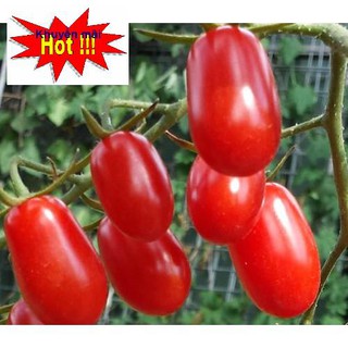 🌟Hạt Giống Cà Chua Roma Tomatos Quả Dài Vị Ngọt🌟 Giống Cao Sản Gói 30 Hạt TẶNG KÍCH MẦM