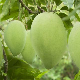 Cây xoài cát hòa lộc cây khỏe, đẹp.
