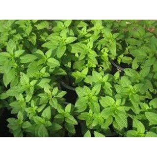 (GÍA SỈ) Hạt giống rau húng cây