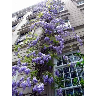 Hoa tử đằng thân gỗ + Tặng 01 cây dâu da đất( bòn bon)