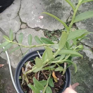 Phi điệp hồng ngọc