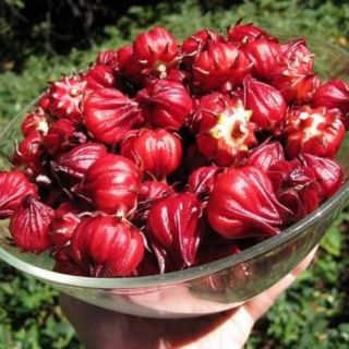 Hạt giống hoa atiso đỏ Thái Lan