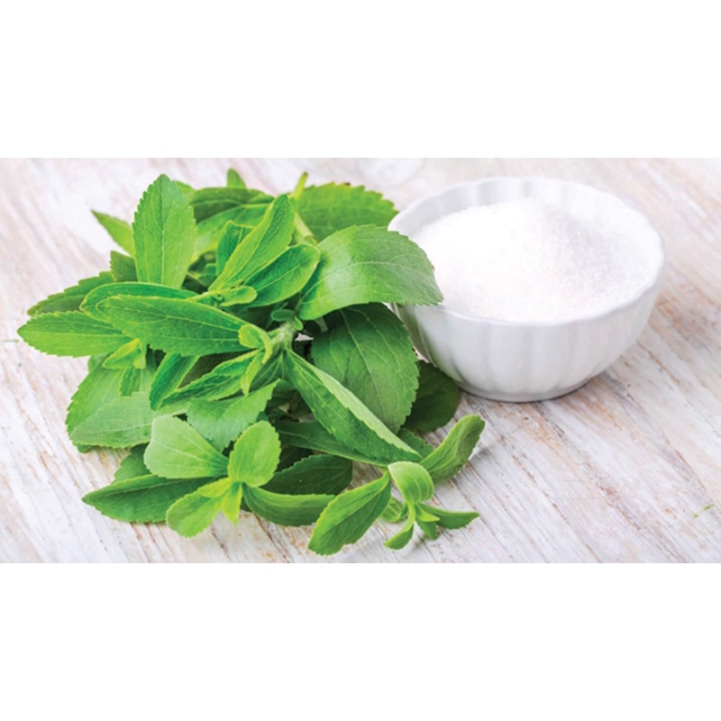50 Hạt Giống Cỏ Ngọt Stevia NẢY MẦM CỰC TỐT 100%