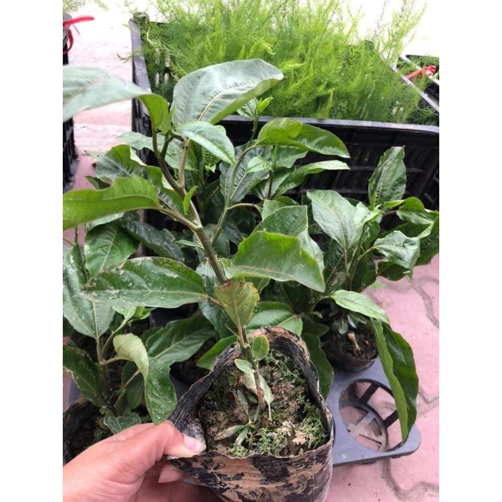 Cây chanh leo tím giống - Chanh dâY TÍM-FREESHIP TỪ 50K
