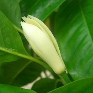 Hoa ngọc lan vàng