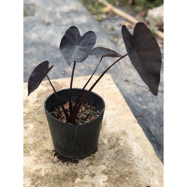 Colocasia black magic