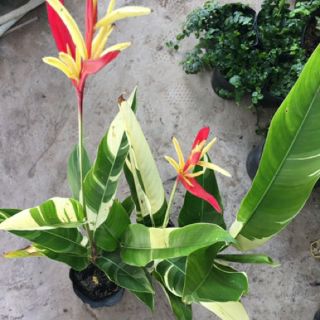 Cây mỏ két cẩm thạch