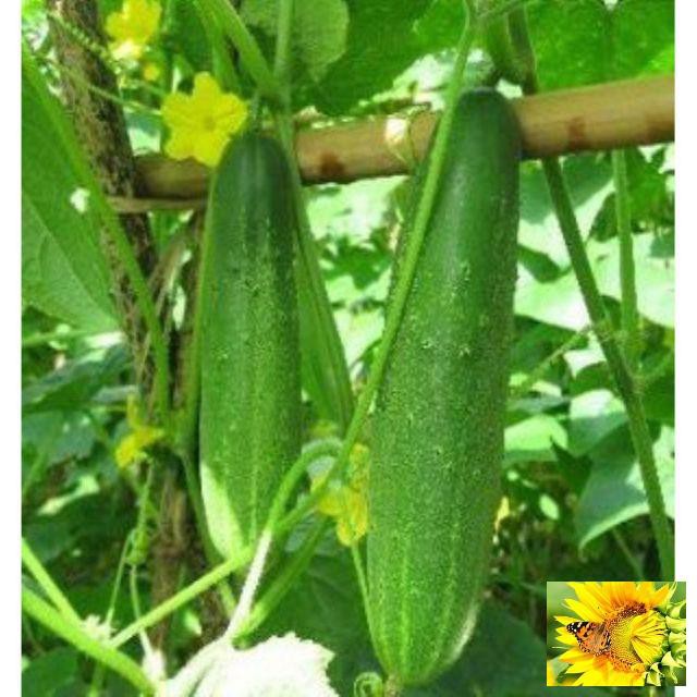 Hạt giống Dưa Chuột Nếp Ta 10 Hạt