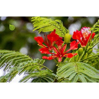 CÂY GIỐNG CÂY HOA PHƯỢNG ĐỎ ( HOA PHƯỢNG VỸ ĐỎ) SIÊU ĐẸP