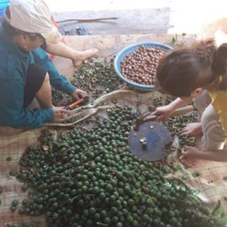 Hạt Mắc Ca Đắk Lắk