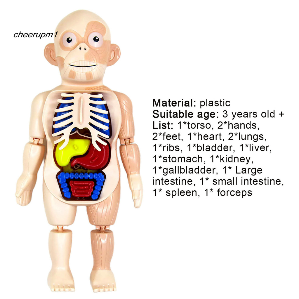 Set mô hình cơ thể người 18 chi tiết bằng nhựa cho bé