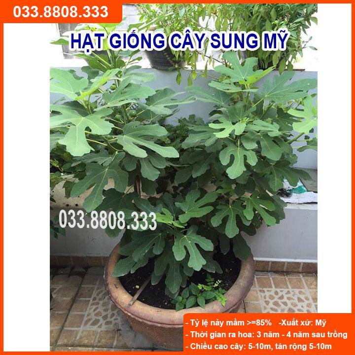 HẠT GIỐNG CÂY SUNG MỸ - DỄ TRỒNG, DỄ CHĂM