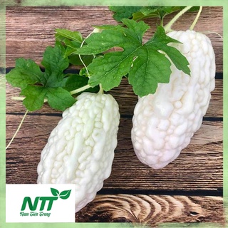 Hạt giống khổ qua bạch tuyết tn