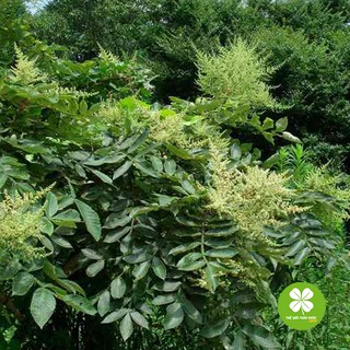 Cây muối (1kg) - TD188