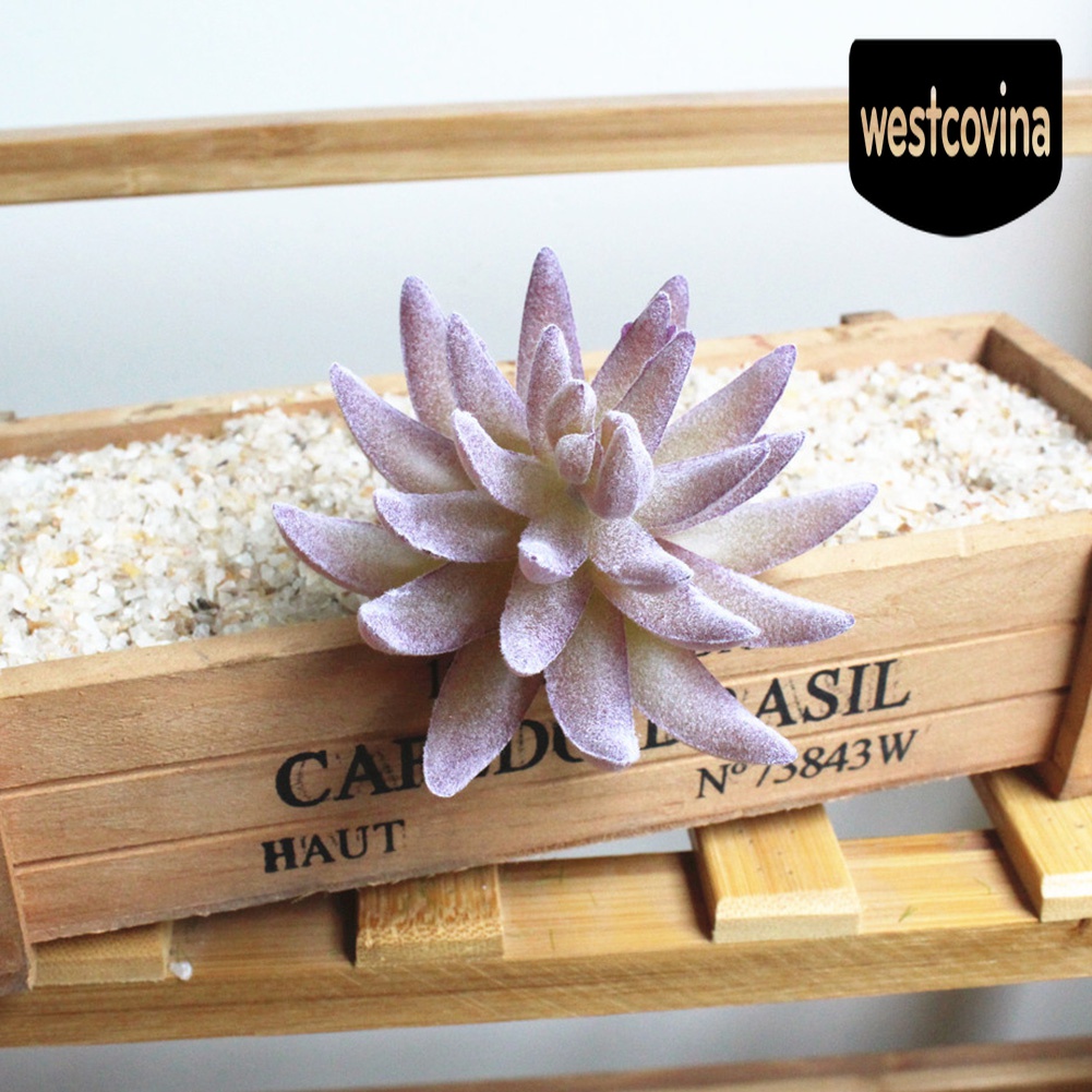 [Hot]☀ 1 Chậu Cây Bonsai Để Bàn Trang Trí
