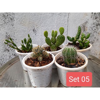 Set 5 xương rồng mini (giao ngẫu nhiên) Hoa Đá BMT
