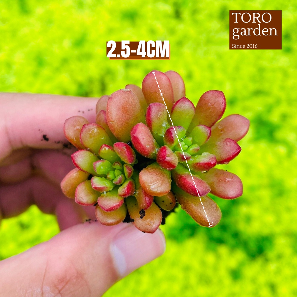 Sen đá sedum cam Đà Lạt size mini cây cảnh trang trí nhà cửa Toro garden