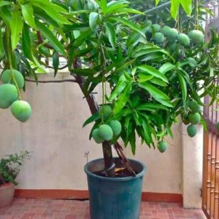 Cây 🌲 Xoài đỏ.... Nhật