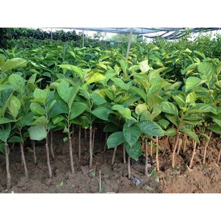 Giống Cây Hồng Giòn