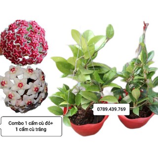 Combo cẩm cù đỏ + trắng cây trưởng thành