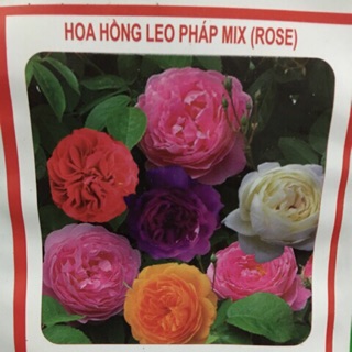 Hạt giống hoa hồng leo Pháp 🌱