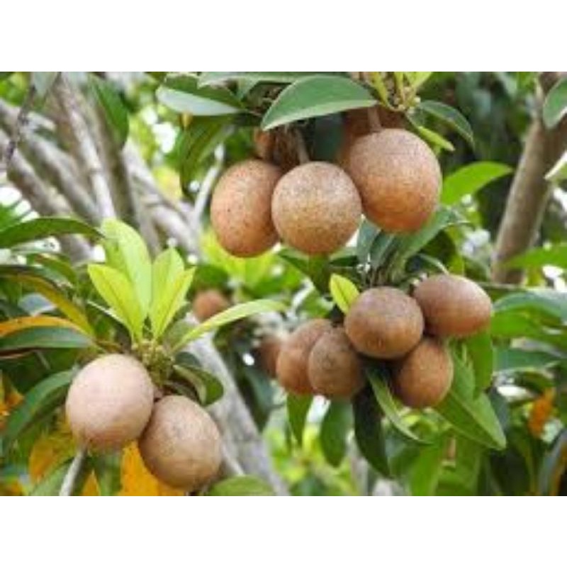 (Quận 8 - Giao 1-3h) Cây HỒNG XIÊM/SAPOCHE đang trái.