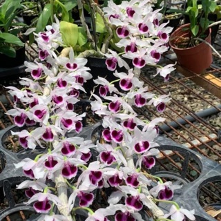 Hoa lan giả hạc, phi điệp ám mắt trâu