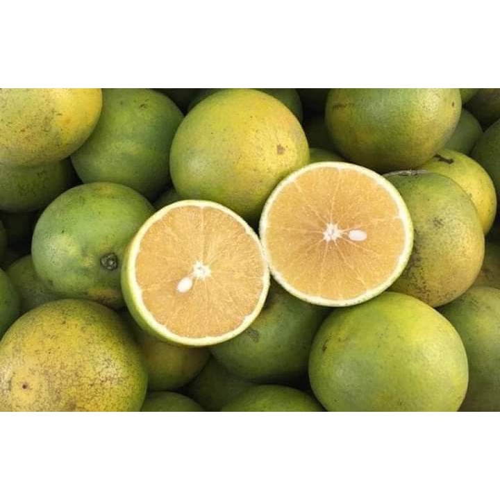 Cây giống Cam xoàn.