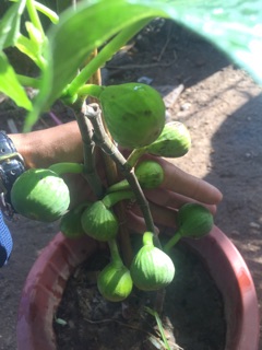 Sung mỹ đang có trái