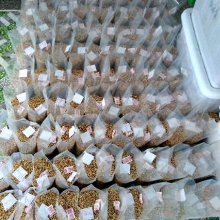 Cỏ Thái Nhập ( Ngũ Sắc)
