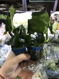 Ráy lá trung bụi nhỏ