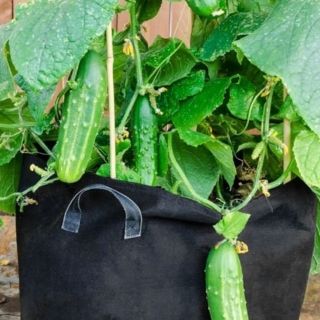 Hạt giống Dưa Chuột/Bao tử