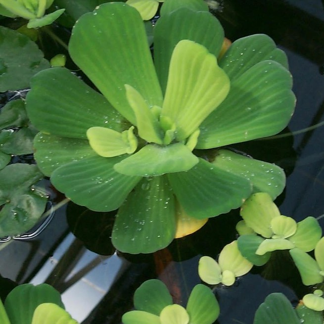 Bèo cái khô thương hạng JINDO 1kg