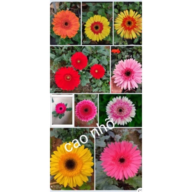 5 cây đồng tiền bầu nhỡ-giống cao đủ màu