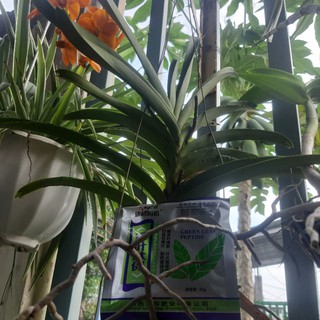 Thuốc Siêu Kích Mầm Chồi