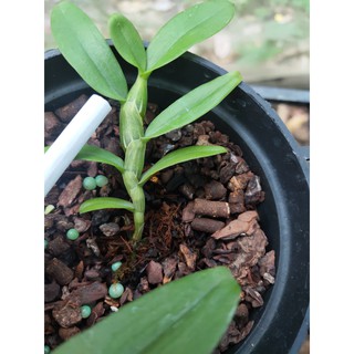 Nù Tam bố - size Trung