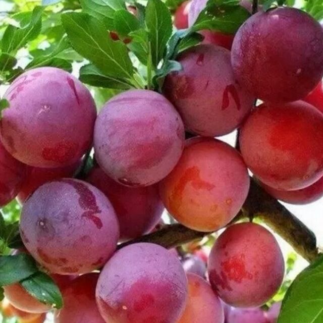 Com bo 2 Cây mận tam hoa