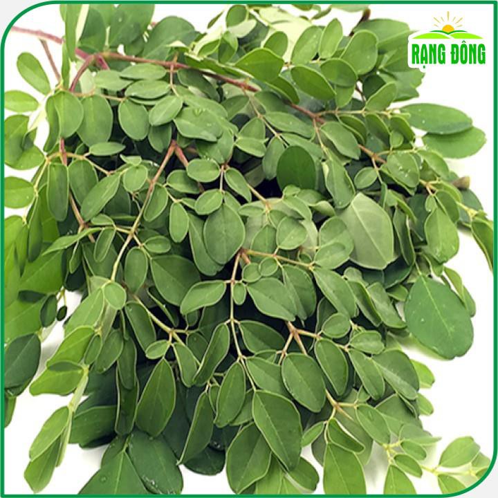 Hạt giống Chùm Ngây Rado 03  nhiều công dụng, trồng quanh năm, tuổi thọ 5 năm - Hạt giống Rạng Đông