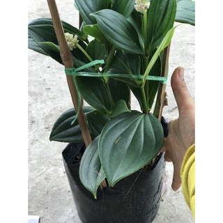 Caykiengsadec Hòn ngọc viễn đông