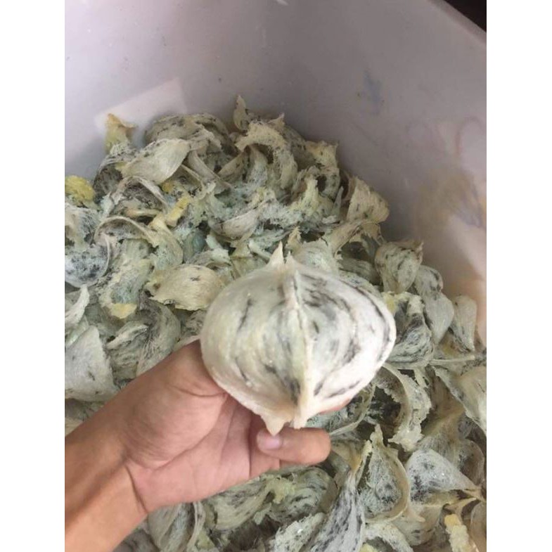 Yến thô Khánh Hòa - 1 tai yến 8-12 gram